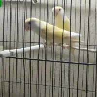 یک جفت کوتوله برزیلی معاوضه نرگسی قناری