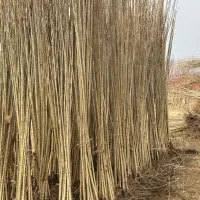 فروش نهال بادام گردو صنوبر و ۲۶۰ رقم نهال دیگر