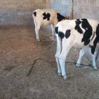گوساله نر پای پروار دوعدد نژاد یکی هلشتاین|حیوانات مزرعه|پاپی, |دیوار