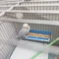 کوتوله فوری