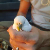 مرغ عشق انگلیسی