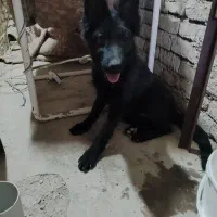 سگ ژرمن بلک