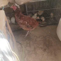 مرغ محلی زابلی