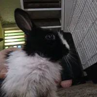 خرگوش|موش و خرگوش|اهواز, اسلام آباد غربی|دیوار