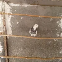 کبوتر طوقی تهرانی اصل
