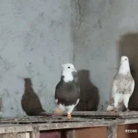 کبوتر طوقی وپلاکی|پرنده|جم, |دیوار