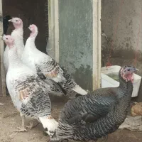 ۴ عدد بوقلمون ماده