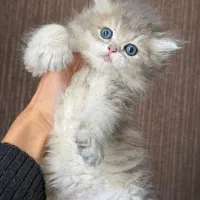 بریتیش موبلند