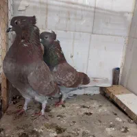 سرور کاکل .زرد .شازده هما تخت دمسفید|پرنده|اصفهان, باغ فدک|دیوار