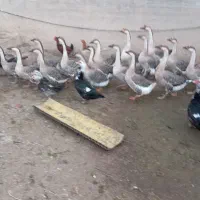 قوغاز اصل|حیوانات مزرعه|زابل, |دیوار