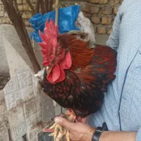 خروس دورگ