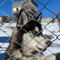 هاسکی نر  ریکی