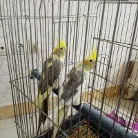 عروس هلندی جفت|پرنده|کرمانشاه, |دیوار