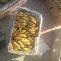 موز هندی|عمده‌فروشی|مریوان, |دیوار