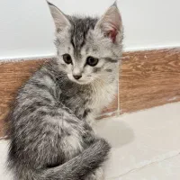 فروش گربه|گربه|مینودشت, |دیوار