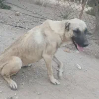 سگ سراب