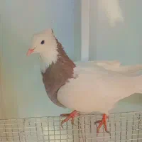 طوقی سرخ نر