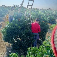 کارگر پرتغال چینی