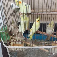 عروس هلندی|پرنده|رشت, فرزانه|دیوار