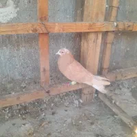 کبوتر