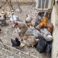 مرغ وخروس برهماامپراطور اصل