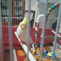 عروس هلندی لوتینو|پرنده|شیراز, معالیآباد|دیوار