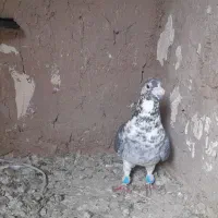 سار بزک(سینه سفید)|پرنده|مشهد, کشف|دیوار