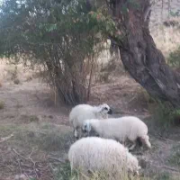 بره محلی