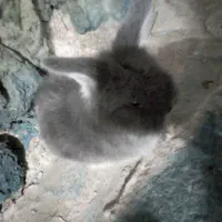 یک بچه خرگوش لوپ اصل|موش و خرگوش|فردوس (خراسان), |دیوار