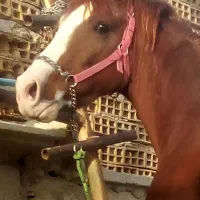 خالص ایرانی کورسی زیبایی