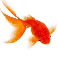 ماهی قرمز عید