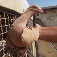 زرد سوری|پرنده|شوشتر, |دیوار