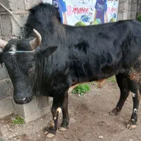 ورزاقیمت گوشت