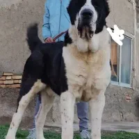 ۲عدد نر آلبای آماده کشش