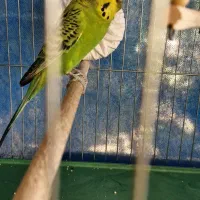 مرغ عشق نر واگذاری