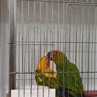 ملنگو رنگی و خورشیدی|پرنده|عباسآباد, |دیوار