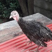 بوقلمون محلی صومعه سرااصیل نیمچه نرماده ضیابر جوجه|حیوانات مزرعه|رشت, سعدی (تختی)|دیوار