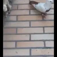 کبوتر دمبی و سینه ایی