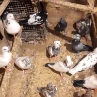 کفتر|پرنده|قم, هفت تیر|دیوار