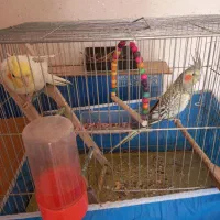 عروس هلندی با وسایل سه میلیون