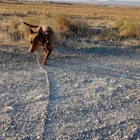 سگپاکوتا