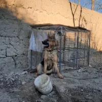 ژرمن|سگ|کرج, مصباح|دیوار