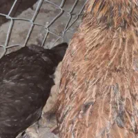 مرغ|حیوانات مزرعه|جیرفت, |دیوار