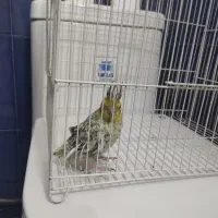 جوجه عروس هلندی رایگان