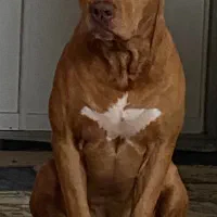 پیتبول|سگ|رشت, پارک شهر|دیوار