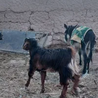 چپش نری رشتی چاق|حیوانات مزرعه|بم, |دیوار