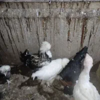 مرغ و خروس سلطان و لهستانی|حیوانات مزرعه|رشت, جانبازان|دیوار