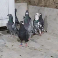 ۱۰تا پلاکی تبعیدی