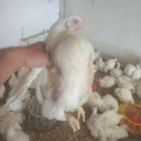 مرغ زنده سایز کوچک