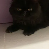 پرشین
